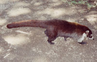 White-nosed Coatimundi