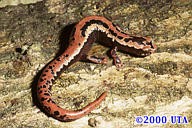 Mexican Mushroomtongue Salamander