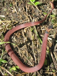 Red Coffee Snake
