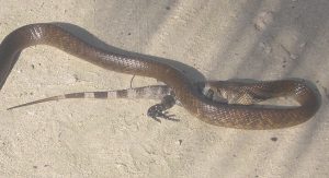 Black-tailed Indigo Snake eating Iguana