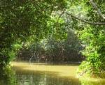 mangroves