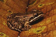 Mexican White-lipped Frog