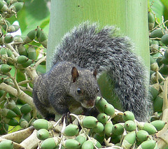 Yucatan Squirrel