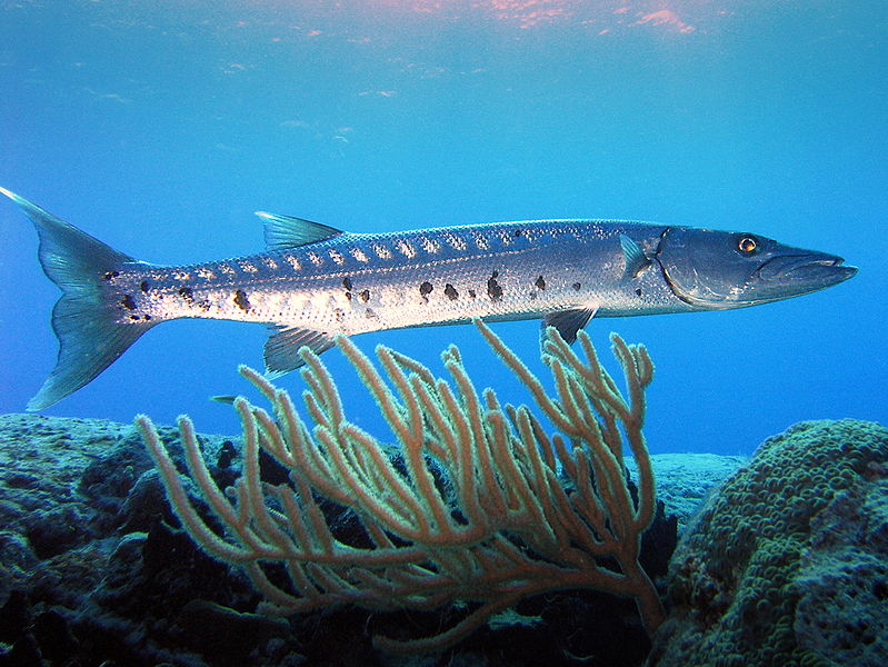 Barracuda