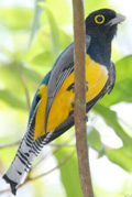 Black-headed Trogon