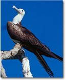 Frigate bird