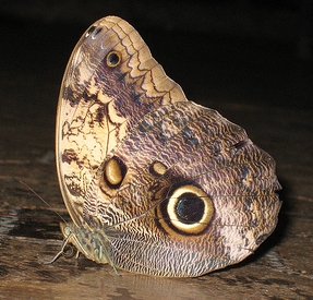 Owl Butterfly