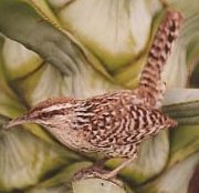 Yucatan Wren