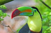 Keel-billed Toucan