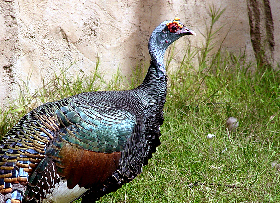 Ocellated Turkey